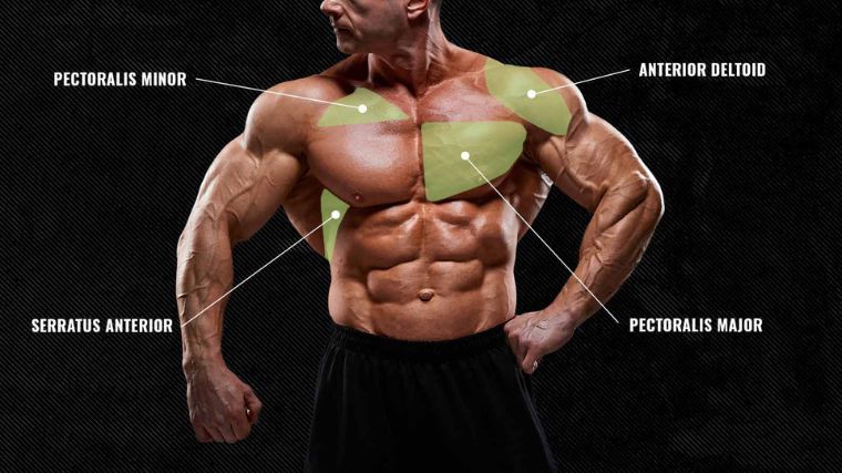 Anatomy of the chest muscles