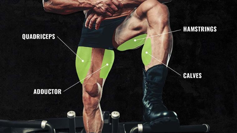 Muscular legs illustrating the anatomy of the legs.