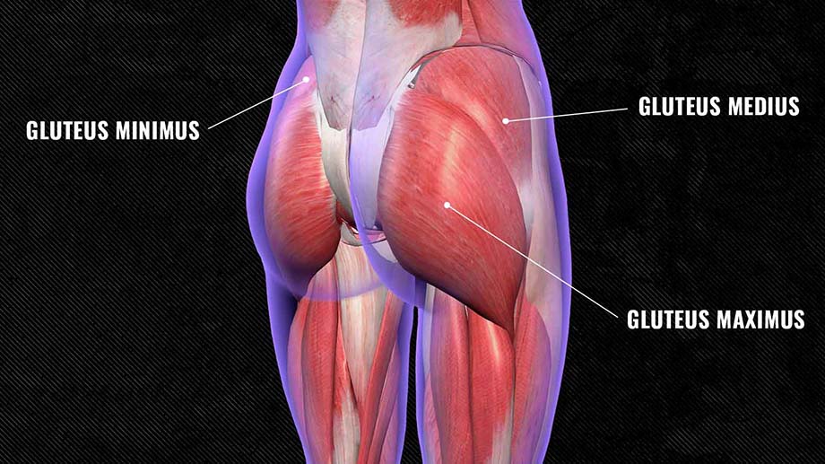 An illustration of the glute muscles.