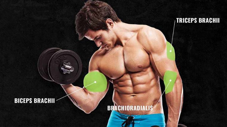 Big Arms Workout: Biceps & Triceps Exercises Printable Routine