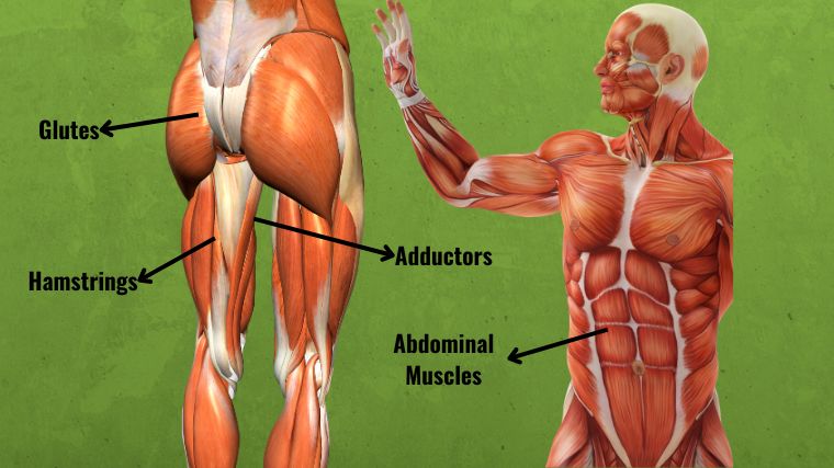 Anatomy of the leg and abdominal muscles.