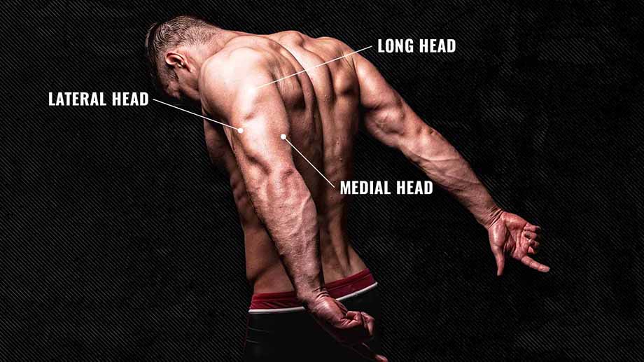 The triceps anatomy with labels: long head, medial head, and lateral head.