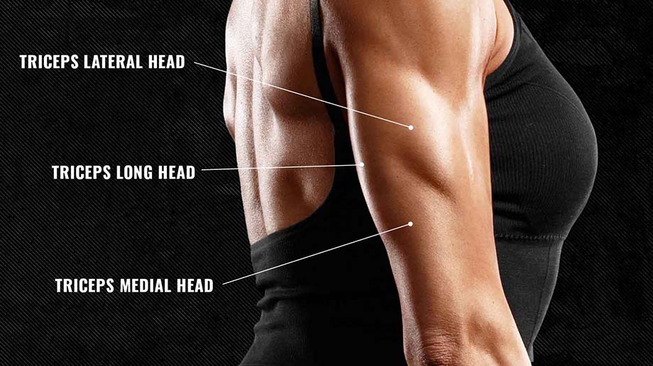 Anatomy of the triceps, the muscles that the French press exercise work,